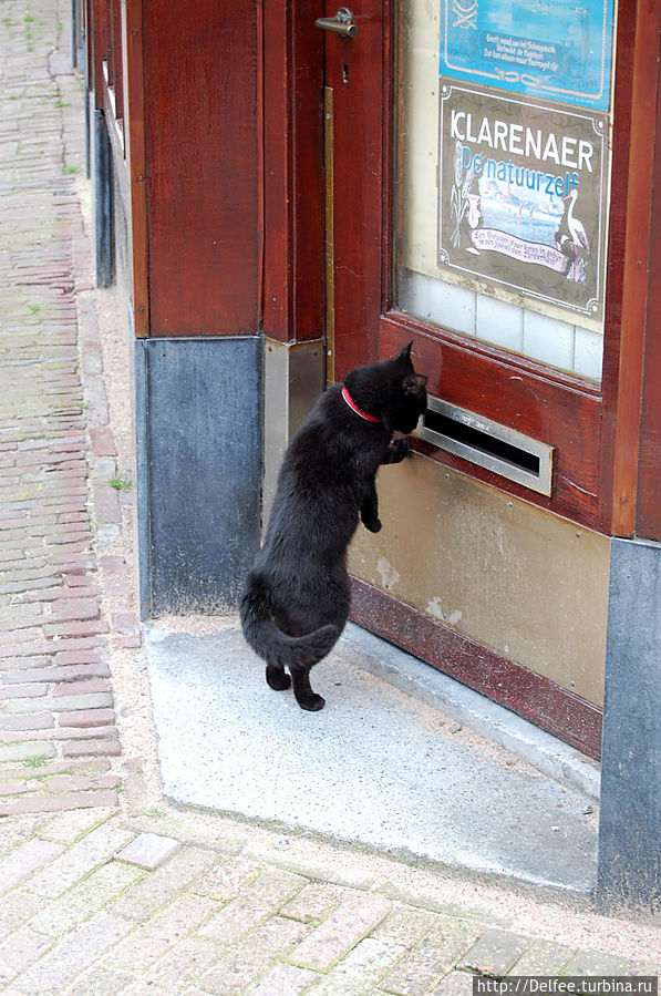 Возможно этой кошке все-таки удалось найти свой дом... Амстердам, Нидерланды