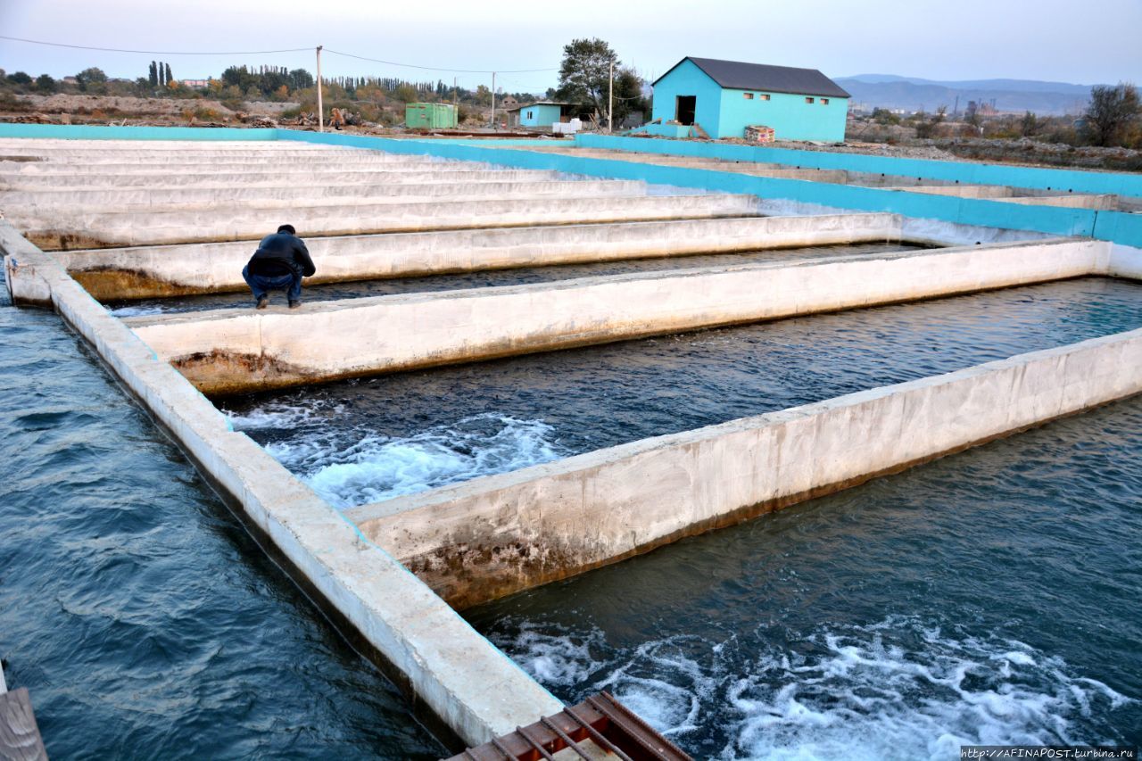 Сулак. Форелевое хозяйство Сулак. Форелевое хозяйство