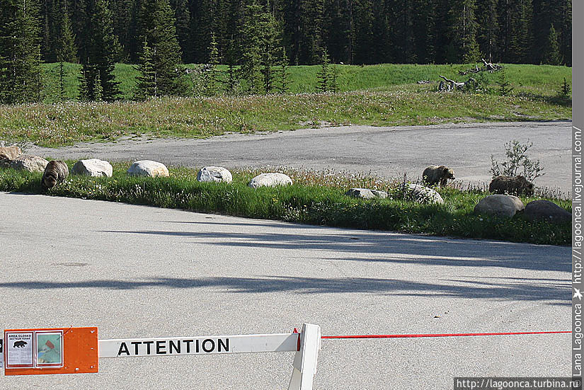 Гризли Гризли