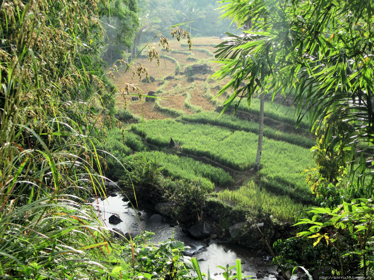 Бесконечные рисовые террасы. Индонезия