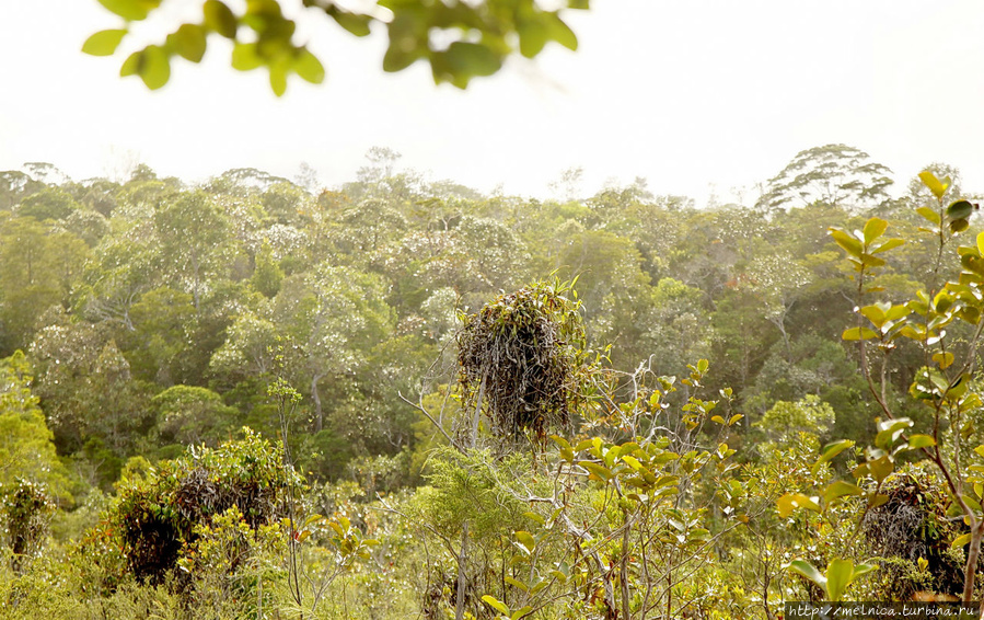 Не наш лес... Бако Национальный Парк, Малайзия