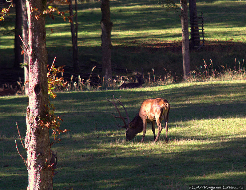 В природный парк Шёнбух — посмотреть на зверье Бёблинген, Германия