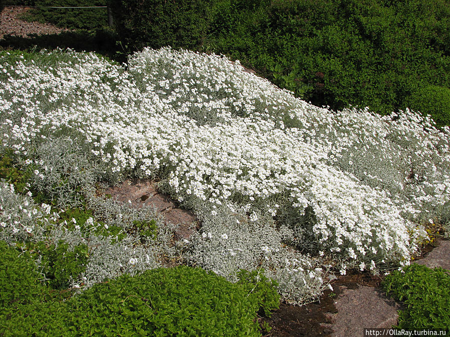 Белое облако ясколки. Белое облако ясколки.