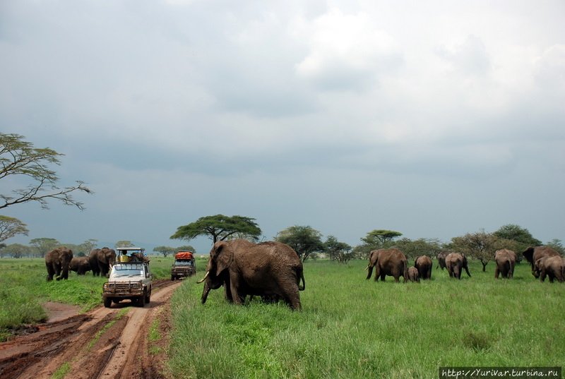 Слоны совершенно не боятся машин и человека и подходят к ним вплотную Виктория-Фоллс, Зимбабве