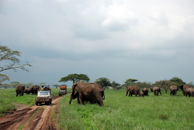 Слоны совершенно не боятся машин и человека и подходят к ним вплотную