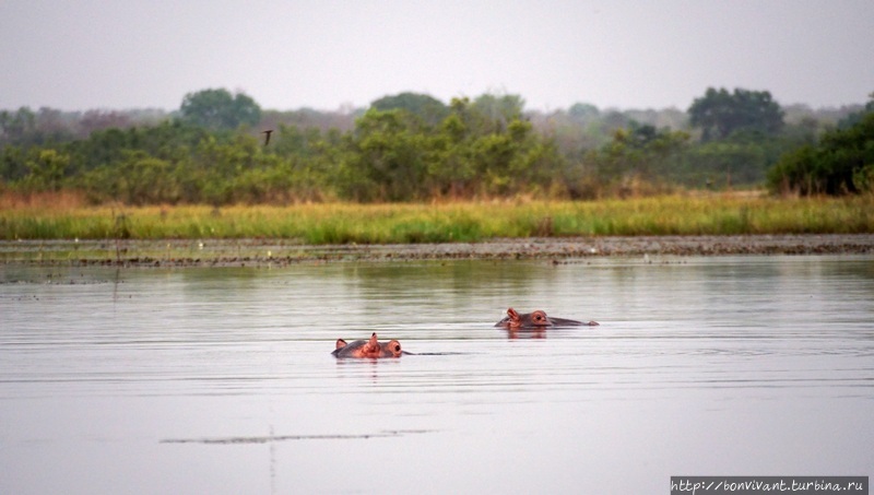 Бегемоты озера Тенгрела Буркина-Фасо