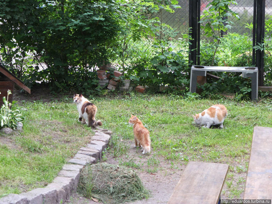 Мурчащие коты, яркие и не очень))) Санкт-Петербург, Россия Мурчащие коты, яркие и не очень))) Санкт-Петербург, Россия