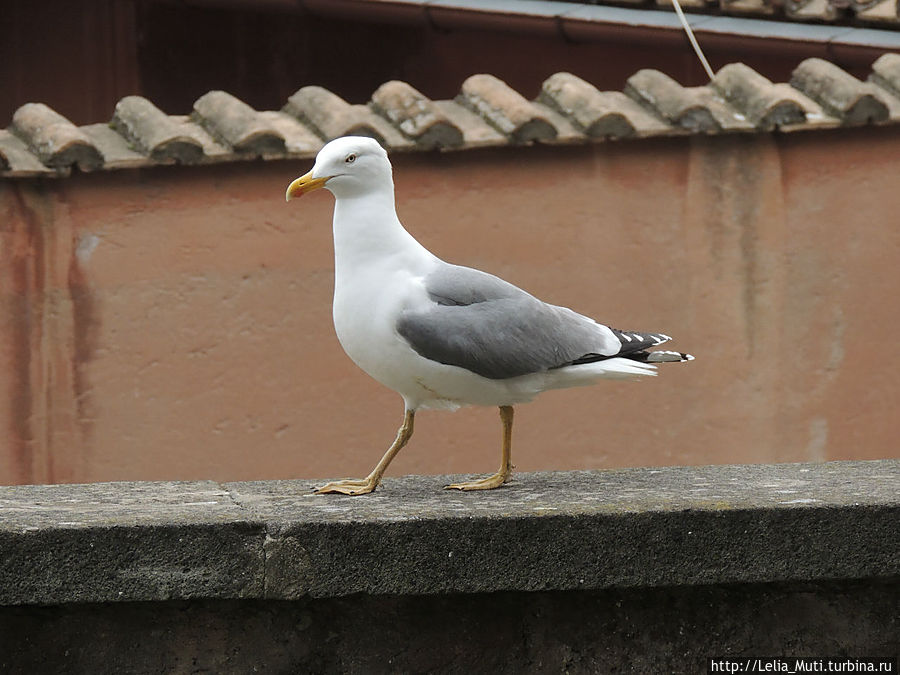 Усато-крылатые Рима Рим, Италия Усато-крылатые Рима Рим, Италия