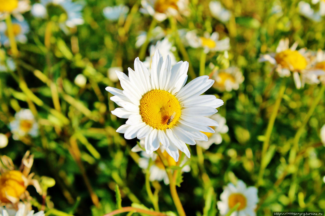 Воспоминания #3 Санкт-Петербург и Ленинградская область, Россия Воспоминания #3 Санкт-Петербург и Ленинградская область, Россия