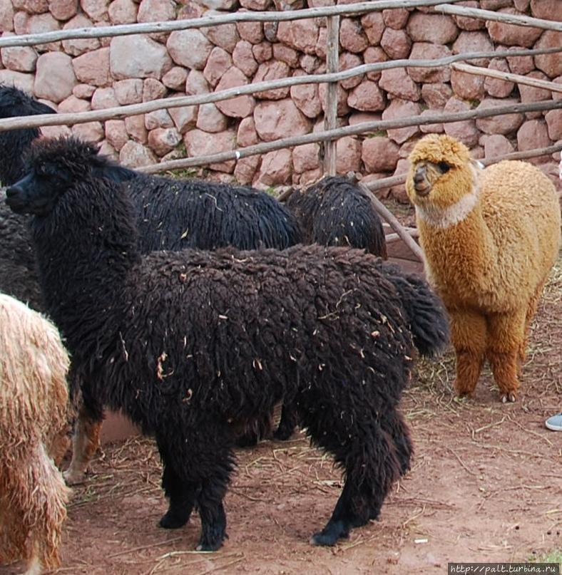 Черный, рыжий и чуток белого Регион Куско, Перу