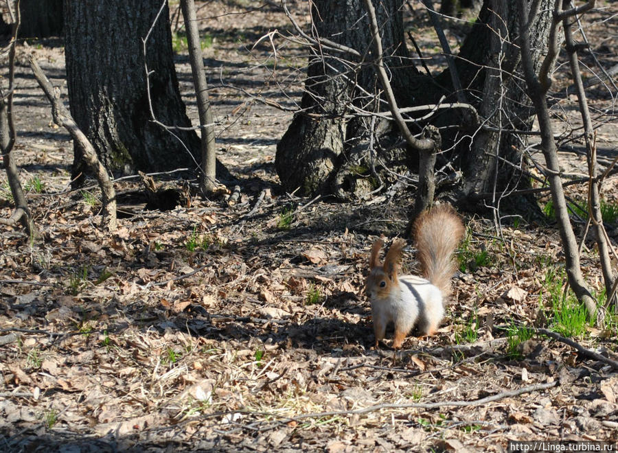 Пасхальная белка Казань, Россия Пасхальная белка Казань, Россия