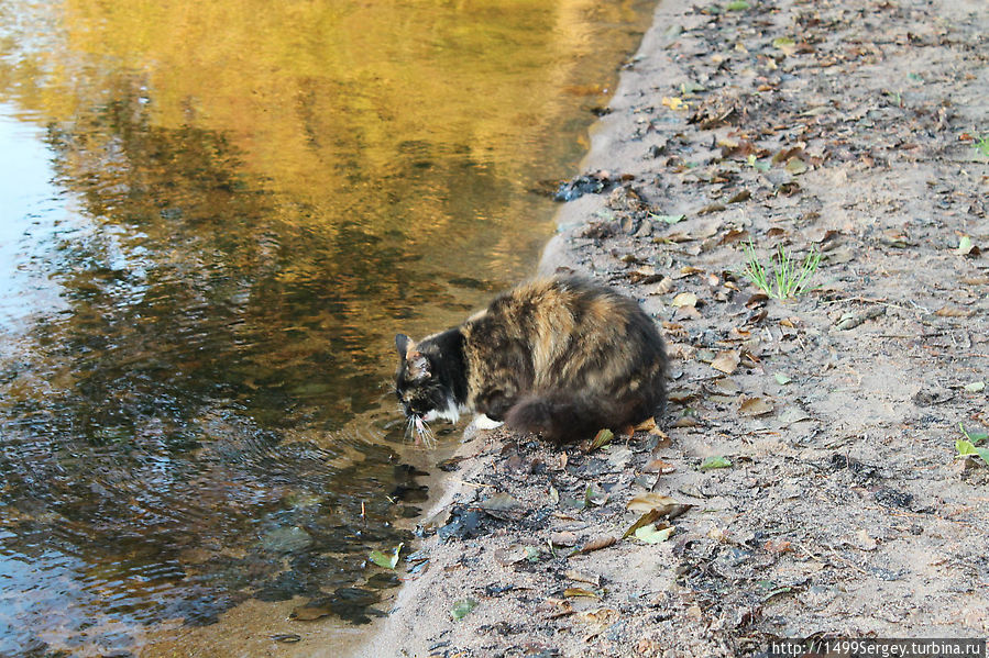 Кошка, живущая у озера Сосновый Бор, Россия