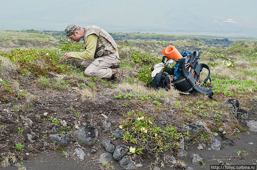 Ягоды!!! все сьем, что бы медведю не осталось Ягоды!!! все сьем, что бы медведю не осталось