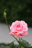 Роза...одна из самых красивых