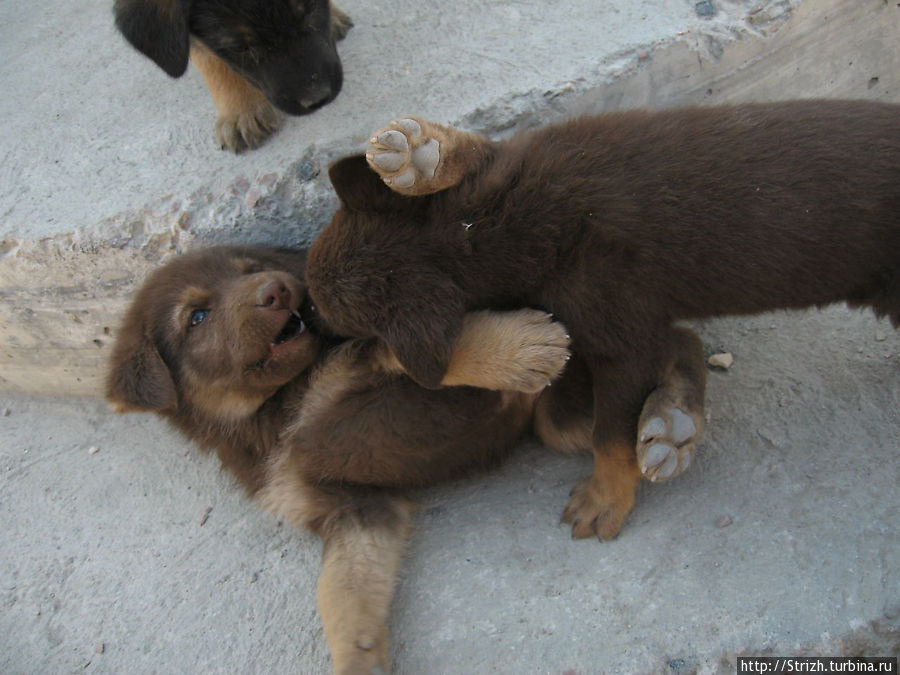 Клевые щенки в Ласпи Балаклава, Россия Клевые щенки в Ласпи Балаклава, Россия