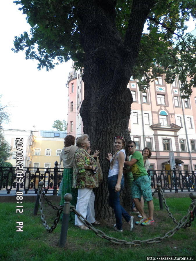 У 200-летнего дуба не грех загадать желание. Москва, Россия