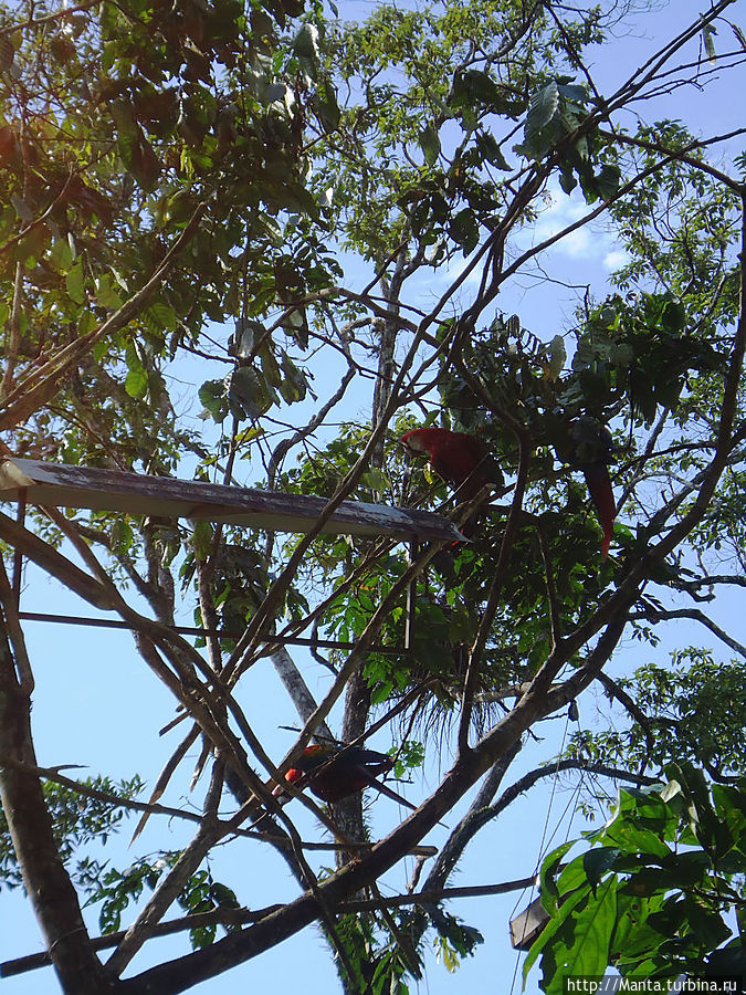 Попугаи. Им подрезали крылья, так что чтобы поесть, они в определенный час залезают в беседку, и работник центра спускает ее вниз к кормушке. Летать не могут. Попугаи. Им подрезали крылья, так что чтобы поесть, они в определенный час залезают в беседку, и работник центра спускает ее вниз к кормушке. Летать не могут.