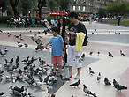 На Площади Каталонии ручные голуби