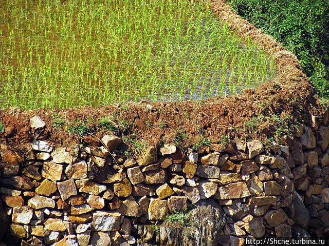 Короткая остановка с чудо-видом на рисовые террасы