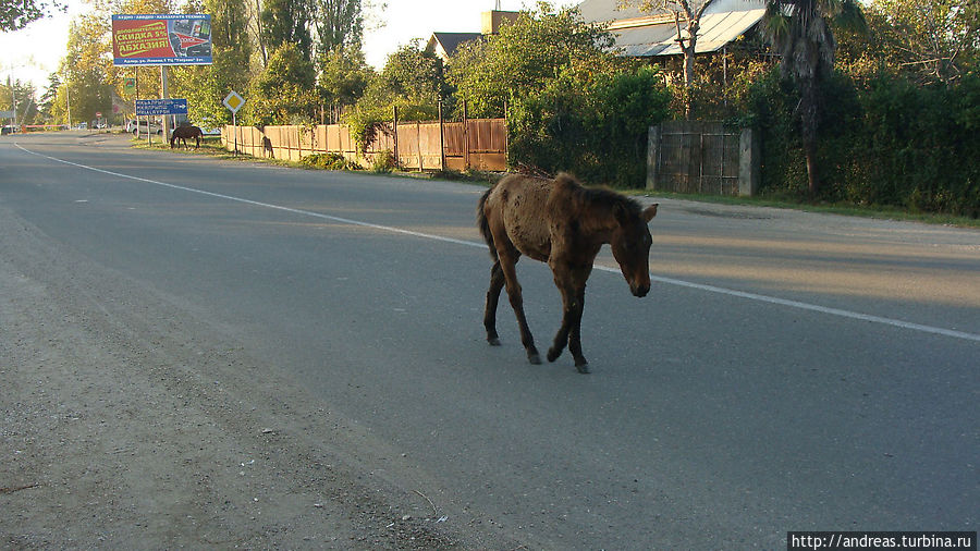 Бездомная лошадка Абхазия