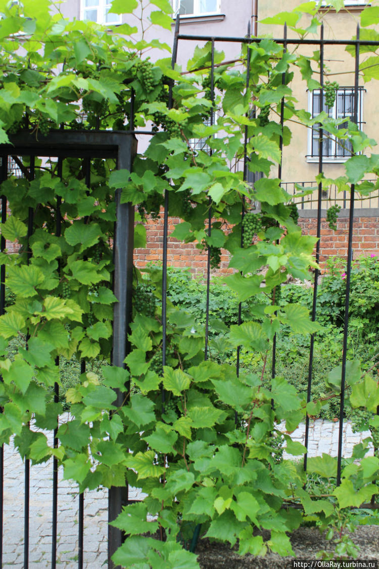 Частный палисадник. Виног Частный палисадник. Виног