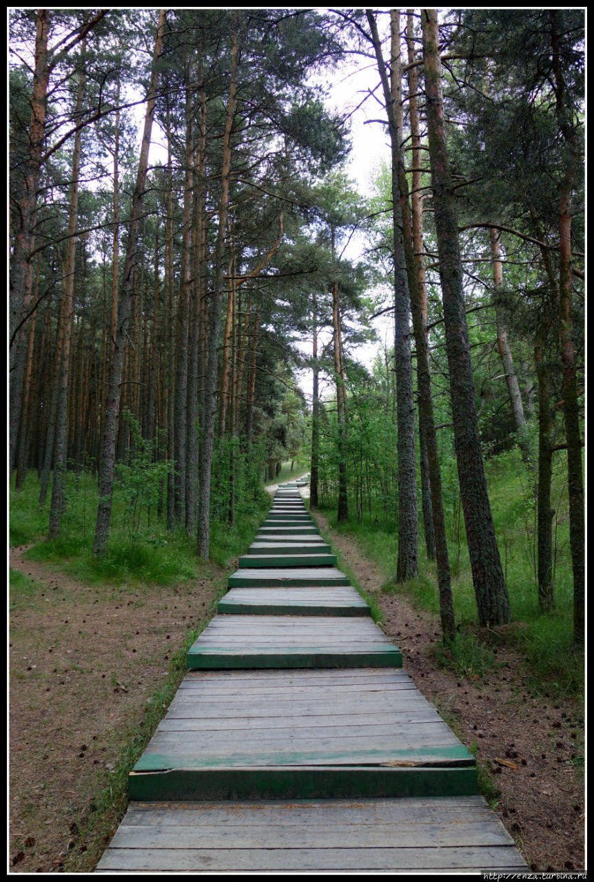 Куршская коса. И на песке растут деревья