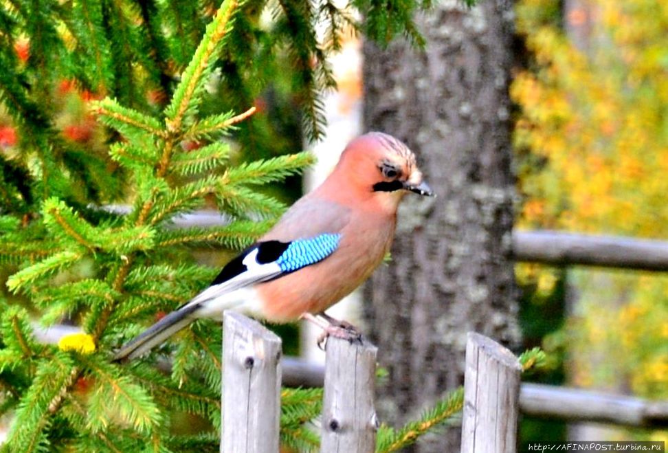 Сойки архангельского леса Архангельская область, Россия Сойки архангельского леса Архангельская область, Россия