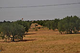 Миллионы оливковых деревьев