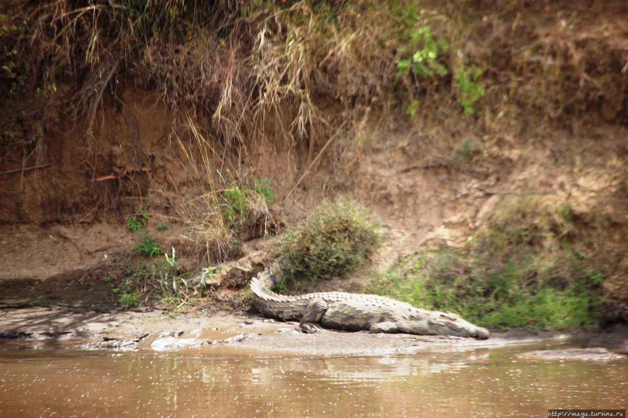 река Мара Масаи-Мара Национальный Парк, Кения