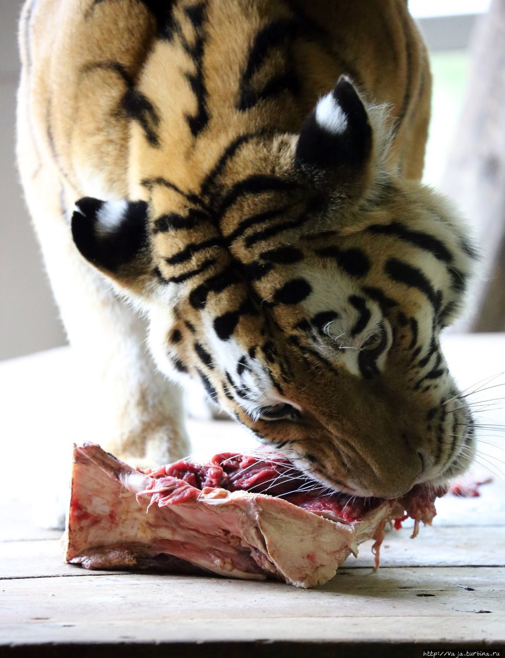 Зоопарк Щёнбрунн Вена, Австрия Зоопарк Щёнбрунн Вена, Австрия