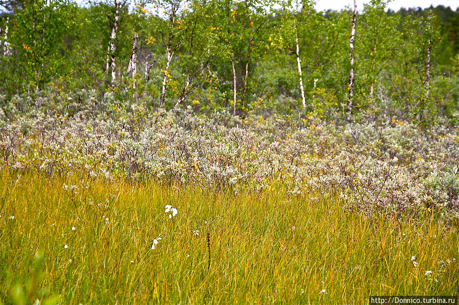 Трава на заливных лугах имеет желтоватый оттенок, что в сочетании с кустами и березами выглядит сюрреалистически