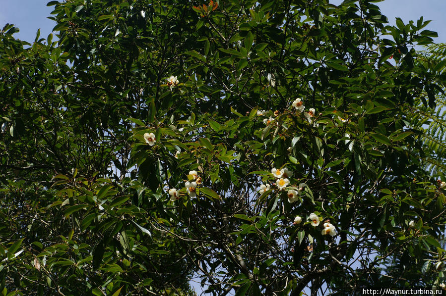 Чайное   дерево   в  цвету. Бандунг, Индонезия