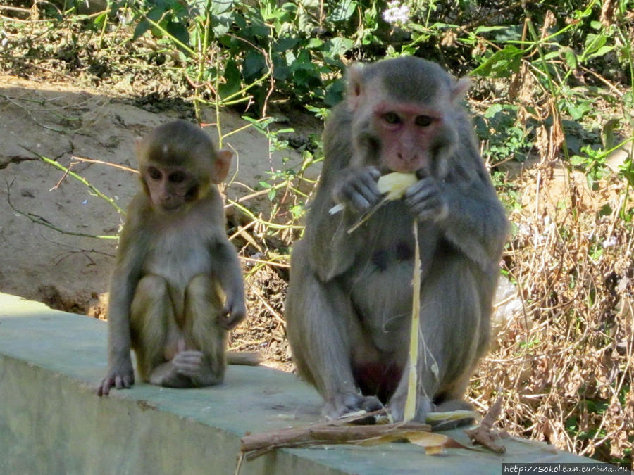 Это исконные жители горы Попа Мьянма Это исконные жители горы Попа Мьянма