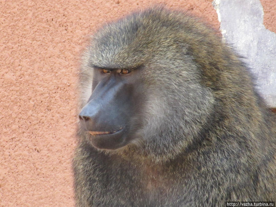 Зоопарк Сеула. Первая часть. Сеул, Республика Корея Зоопарк Сеула. Первая часть. Сеул, Республика Корея