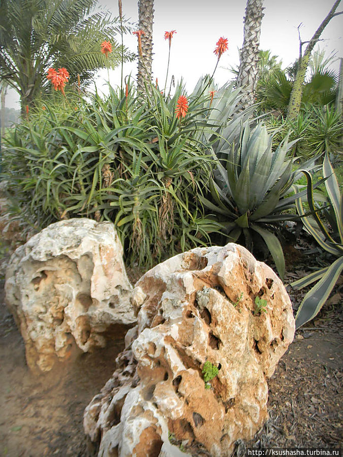 Зелёный оазис на холме Весны Тель-Авив, Израиль
