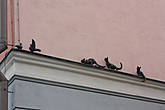 Скульптурная группа Кошки охотятся на голубей