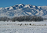 не смотря на мороз, на лугах пасуться кони и коровы:))) http://turbina.ru/authors/Shche/travels/view/All/blogentry/74043/