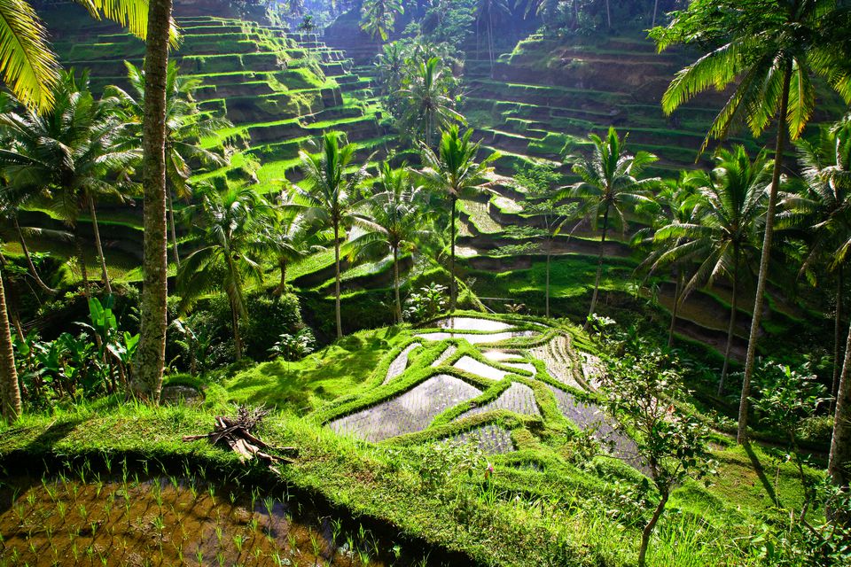 Рисовые террасы Пулаган / Subak Landscape of Pekerisan Watershed