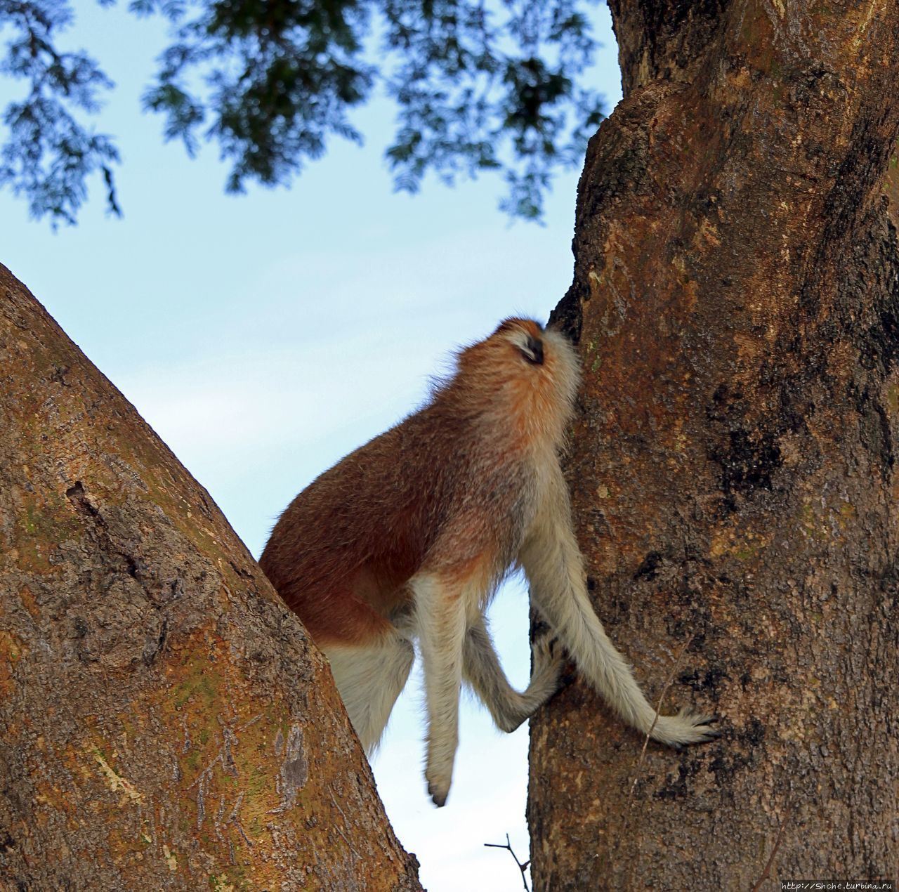 Большому сафари — большой фото-отчет Мёрчисон-Фоллс Национальный Парк, Уганда