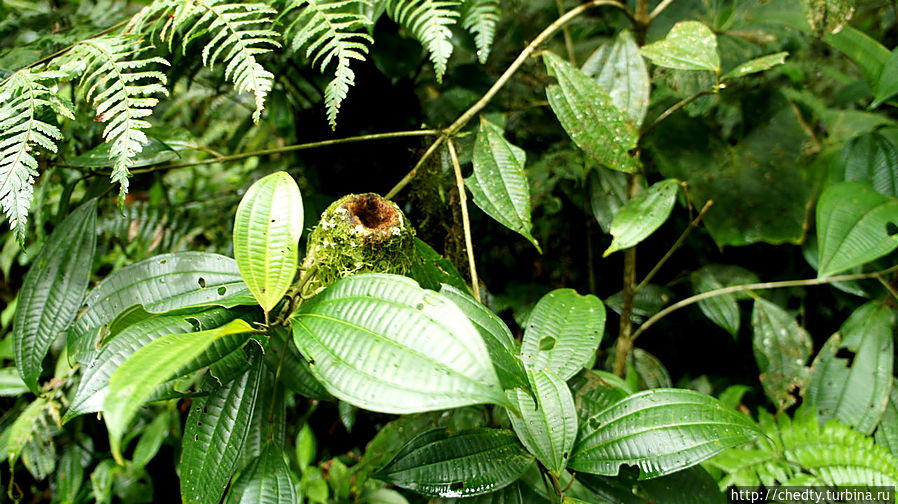 Гнездо колибри Санта-Елена, Коста-Рика