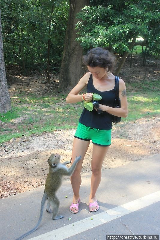 Интеллигентные представители обезьяньего сообщества добывали еду мирным путём Интеллигентные представители обезьяньего сообщества добывали еду мирным путём