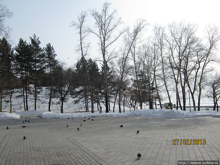 городские голуби в парке... Хабаровск, Россия