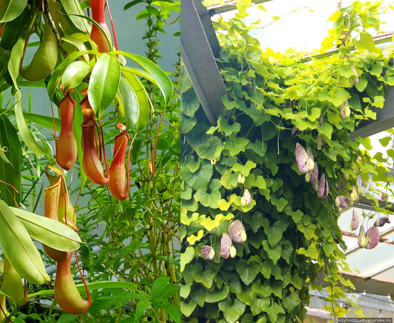 Питер, гроза и флоксы. Санкт-Петербург, Россия Питер, гроза и флоксы. Санкт-Петербург, Россия