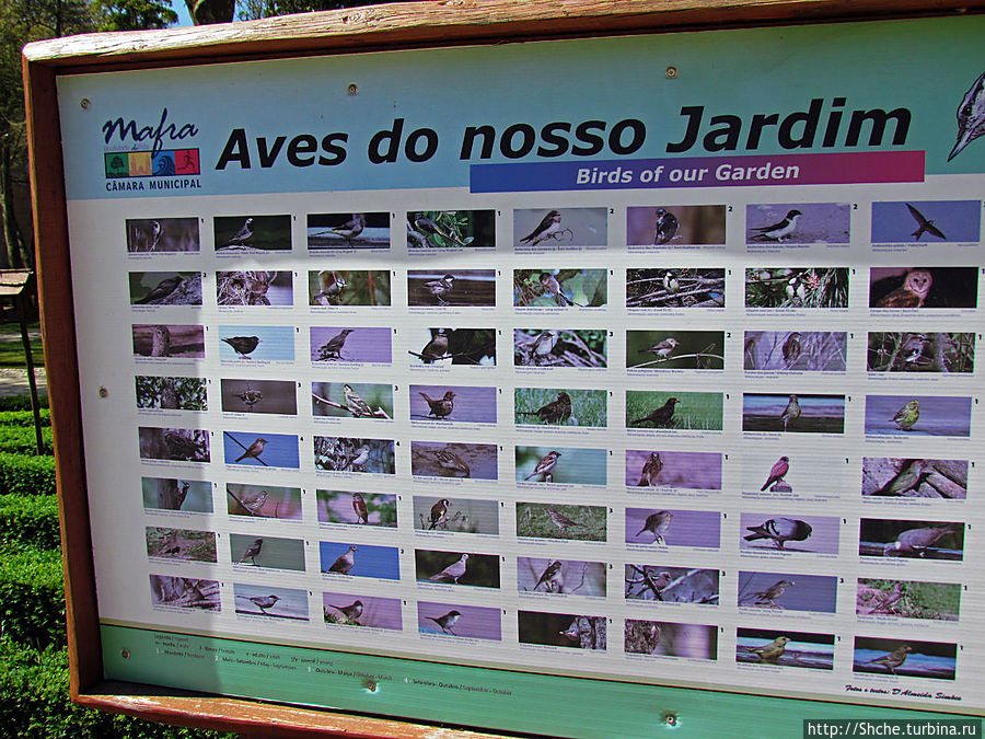 в парке обитает множество птиц Мафра, Португалия