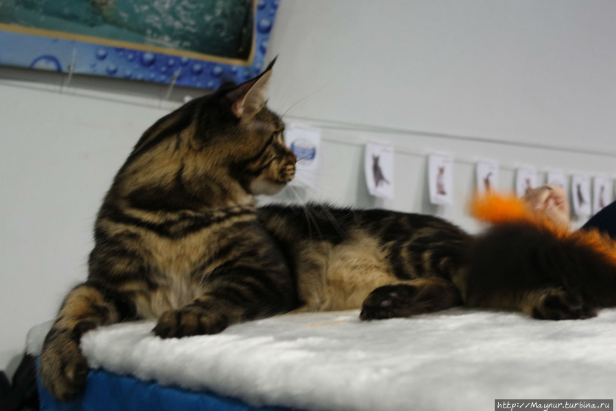 Самые любимые... Южно-Сахалинск, Россия Самые любимые... Южно-Сахалинск, Россия