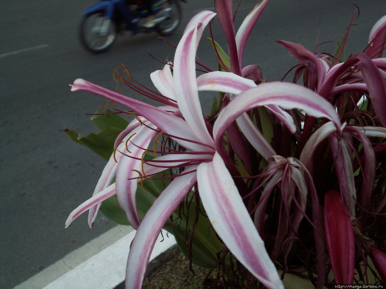 Хошимин. Цветы Хошимин, Вьетнам