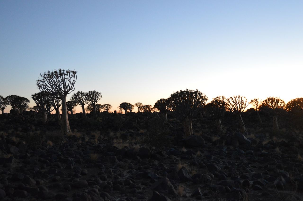 Лес колчанных деревьев Китмансхуп, Намибия