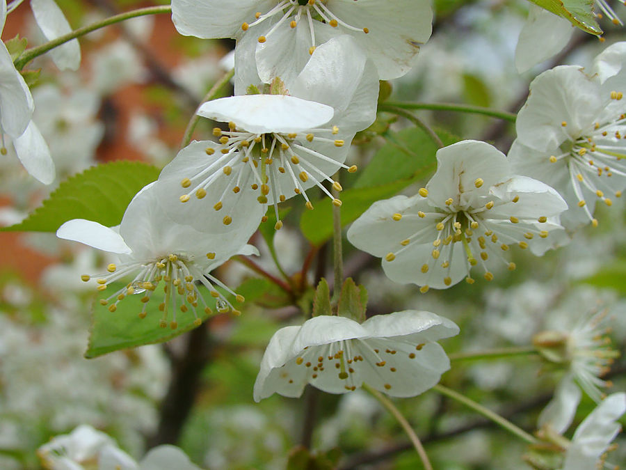Моя сакура Москва, Россия Моя сакура Москва, Россия