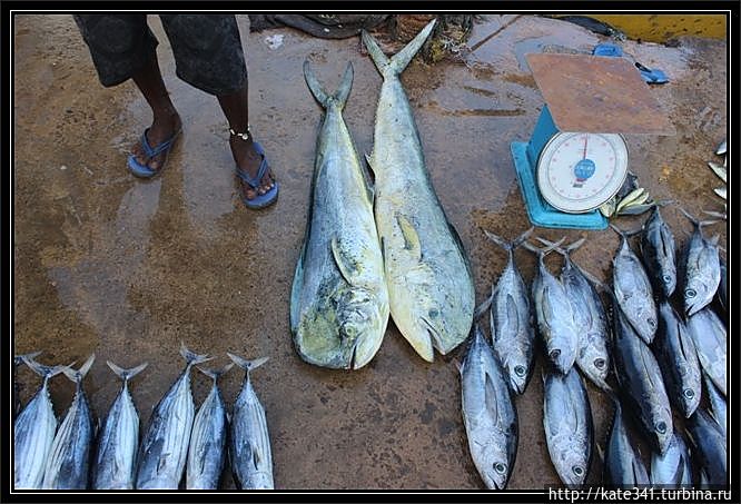 Внеплановое посещение родины чая и улыбок. Хиккадува-поселок Хиккадува, Шри-Ланка Внеплановое посещение родины чая и улыбок. Хиккадува-поселок Хиккадува, Шри-Ланка