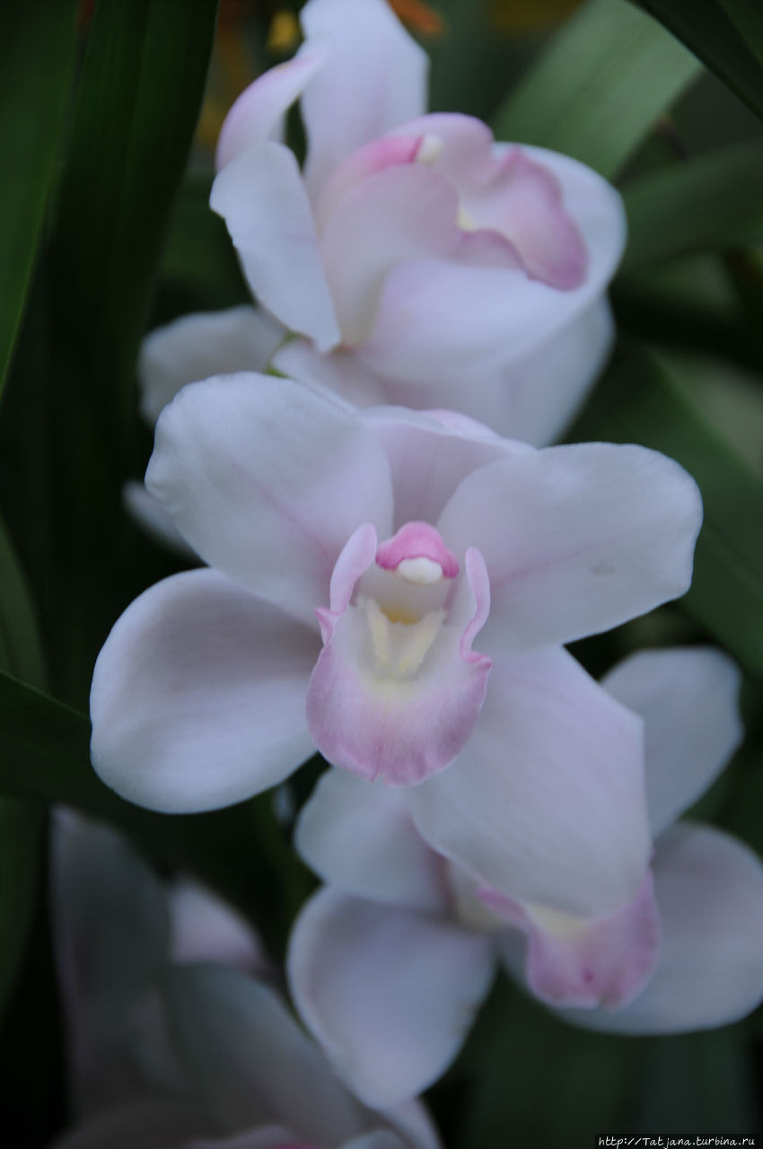 Павильон Орхидей в парке Keukenhof Лиссе, Нидерланды